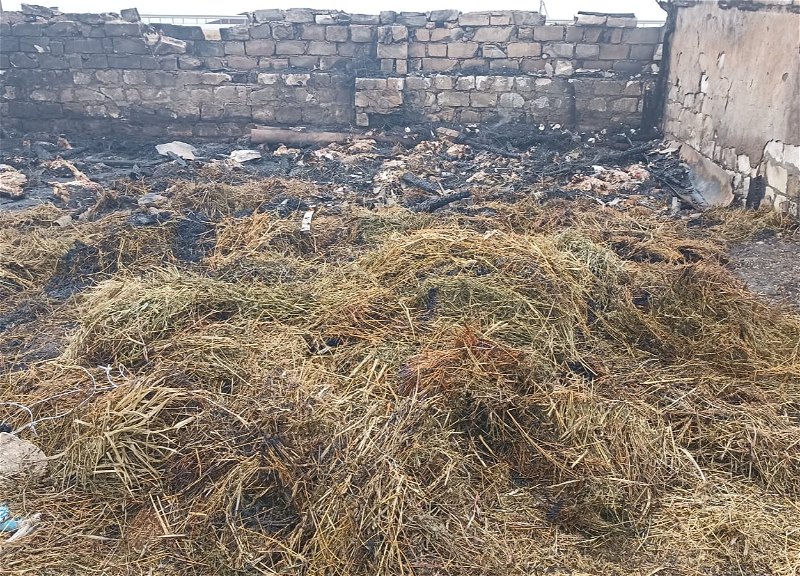 В Геранбое умышленно подожгли ферму: Сгорело 230 голов скота - ФОТО