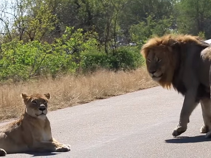 В ЮАР лев набросился на автомобиль с туристами, чтобы «похвастаться» - ВИДЕО