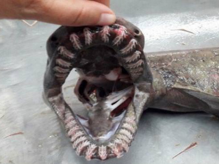 В Португалии в сети попала акула, которую считали вымершей 80 млн лет назад – ФОТО