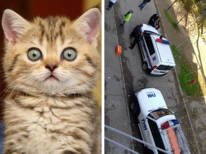 В Баку наряд полиции, «Скорая помощь» и бригада МЧС спасли кошку – ФОТО