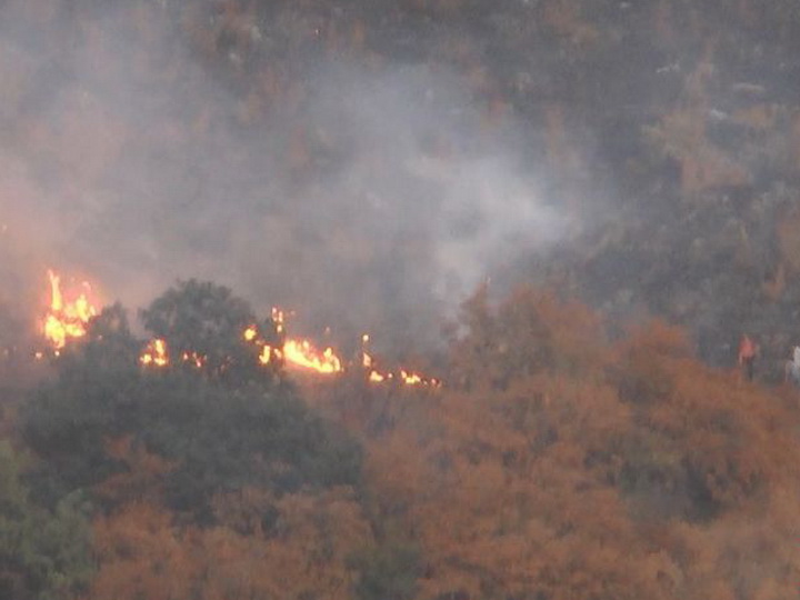 Потушен пожар в Гахском районе близ лесополосы - ОБНОВЛЕНО