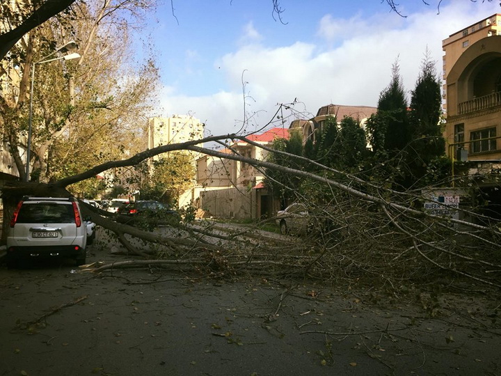 В Баку сильный ветер повалил дерево: машины чудом не пострадали – ФОТО