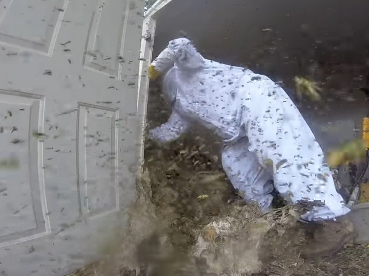 В США сняли на видео уничтожение огромного осиного гнезда – ВИДЕО
