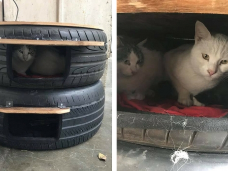 Добрый поступок в Баку: в преддверии холодов для кошек построили укрытие из шин – ФОТО