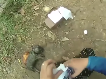 Вьетнамец спас тонущего щенка, сделав ему искусственное дыхание - ВИДЕО