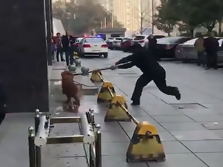 Очевидцы сняли шокирующее видео, как полицейский убивает собаку палкой - ФОТО - ВИДЕО