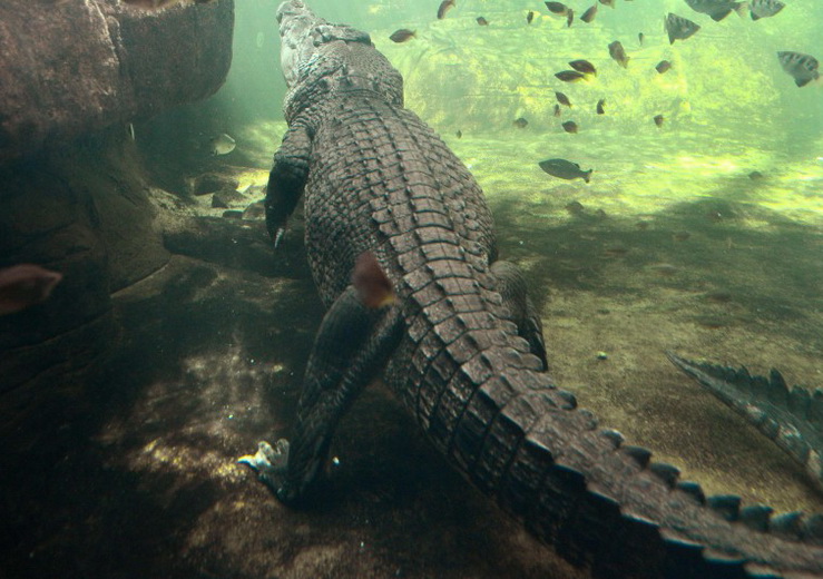 В Мексике крокодил утащил под воду 12-летнего мальчика