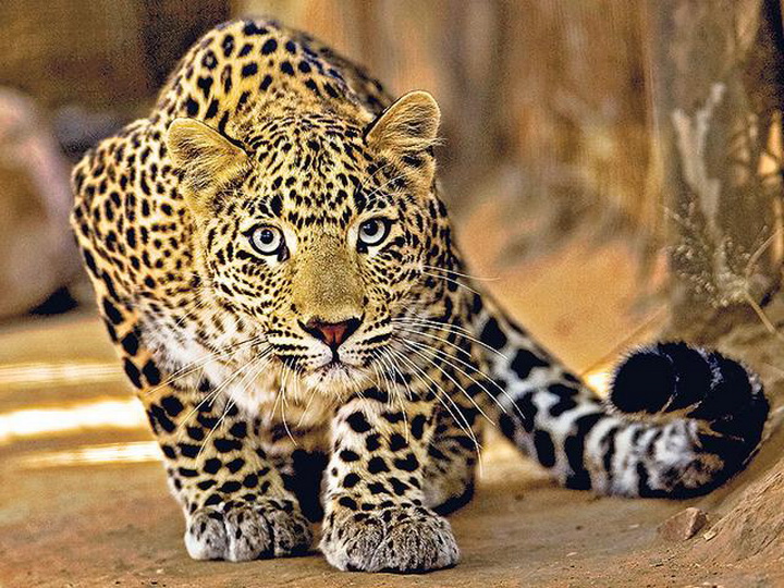 Леопард утащил и съел двух детей в Индии