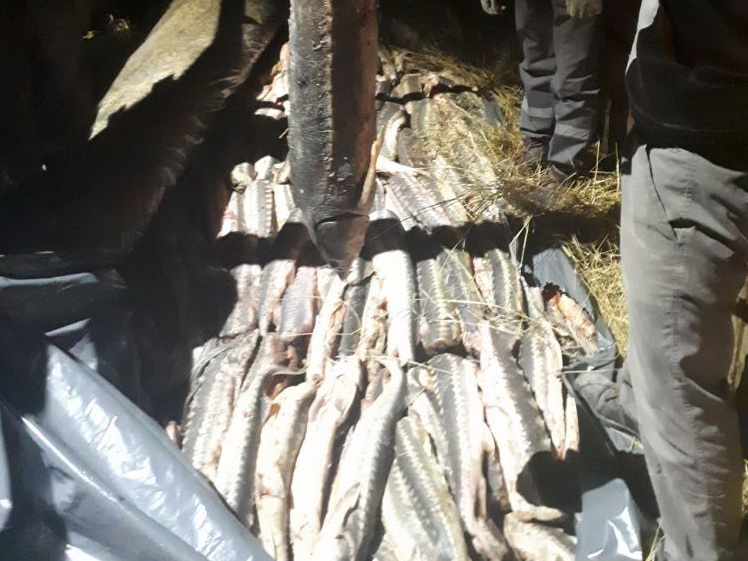 Предотвращен незаконный ввоз в Азербайджан крупной партии осетровых рыб – ФОТО - ВИДЕО