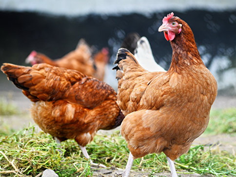 В Японии уничтожили около 92 тысяч кур из-за вспышки птичьего гриппа