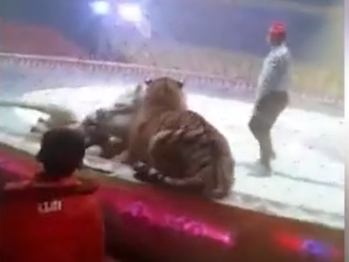 Нападение льва и тигра на цирковую лошадь попало на видео - ВИДЕО