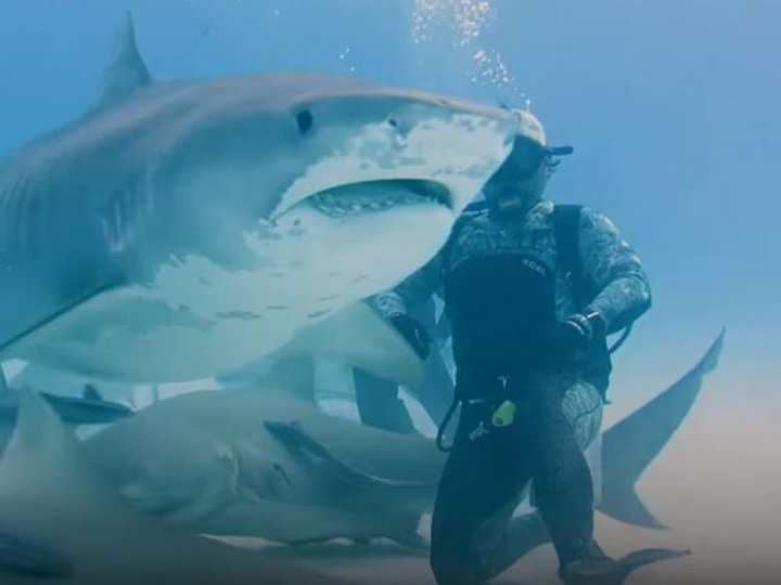 Дайверы покормили с рук беременную тигровую акулу – ВИДЕО