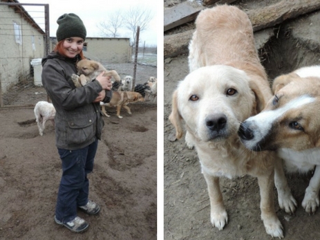 Собачий приют в Хачмазе: как утрата обернулась для одной девушки желанием помогать бездомным животным – ФОТО – ВИДЕО