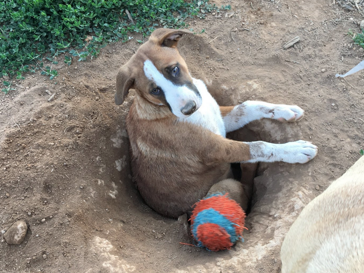 «Самая тупая собака в мире» застряла в самостоятельно вырытой яме и прославилась - ФОТО