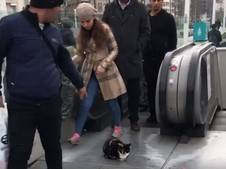 В центре Стамбула наглый кот заблокировал выход с эскалатора – ВИДЕО