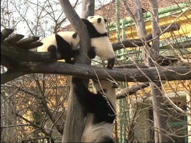 Медведица из венского зоопарка стала обладательницей «Оскара» в мире панд - ФОТО