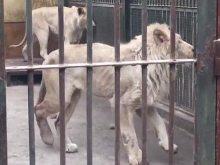 В китайском зоопарке лев отгрыз свой заледеневший хвост - ФОТО - ВИДЕО