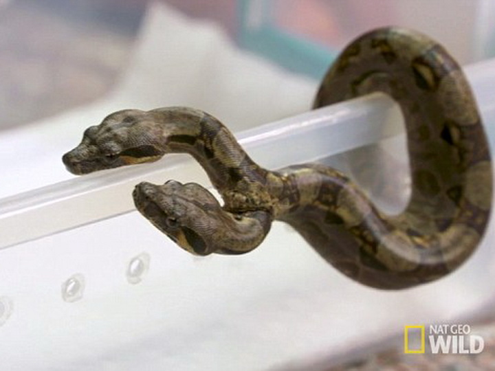 В США обнаружили уникальную двухголовую змею - ВИДЕО