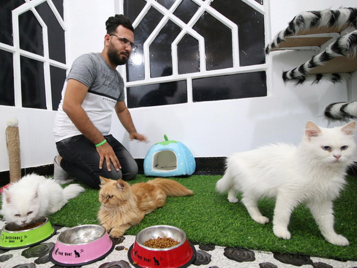 В Ираке открылась первая гостиница для кошек - ФОТО