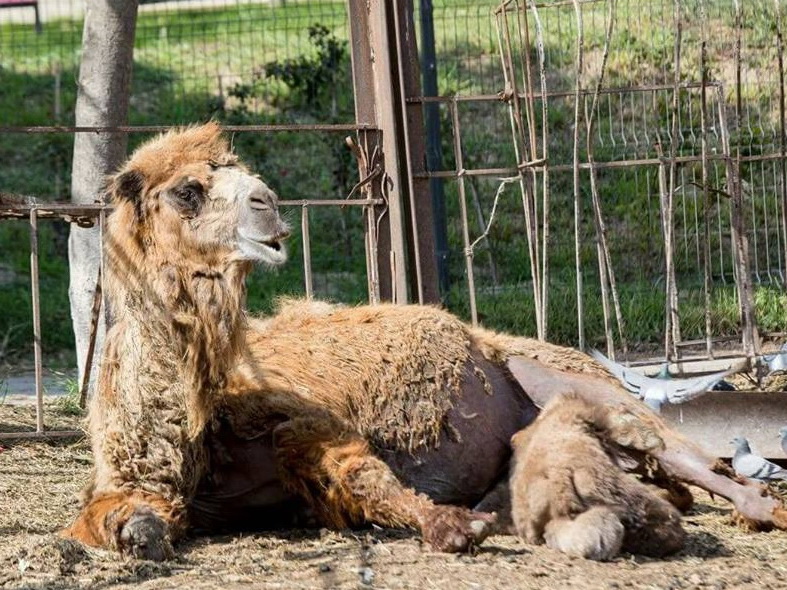 Зоопарк или зоотюрьма? Общественность вновь возмутили ужасные условия содержания диких животных в Баку – ФОТО