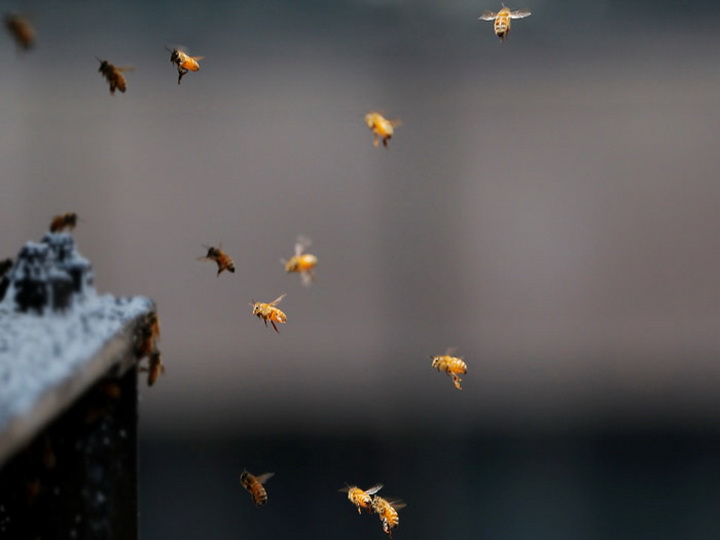 Пчелы напали на пассажиров рейса во Внуково