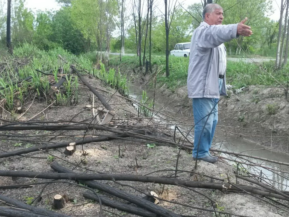 В Гейчае ищут виновных в уничтожении более 40 деревьев – ФОТО