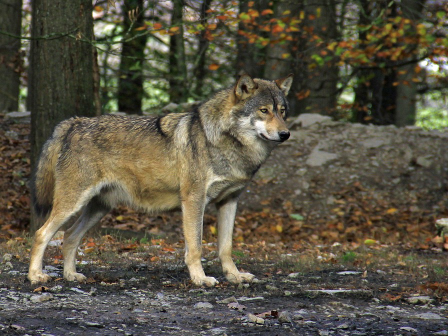 В оккупированном Нагорном Карабахе волк напал на детей