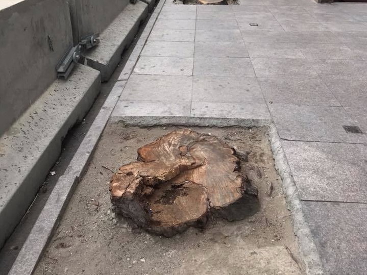 Полиция начала розыск лиц, срубивших деревья в центре Баку - ФОТО - ОБНОВЛЕНО