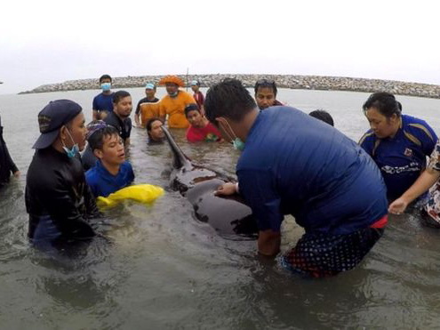 В Таиланде погиб черный дельфин, наглотавшийся пластиковых пакетов – ФОТО