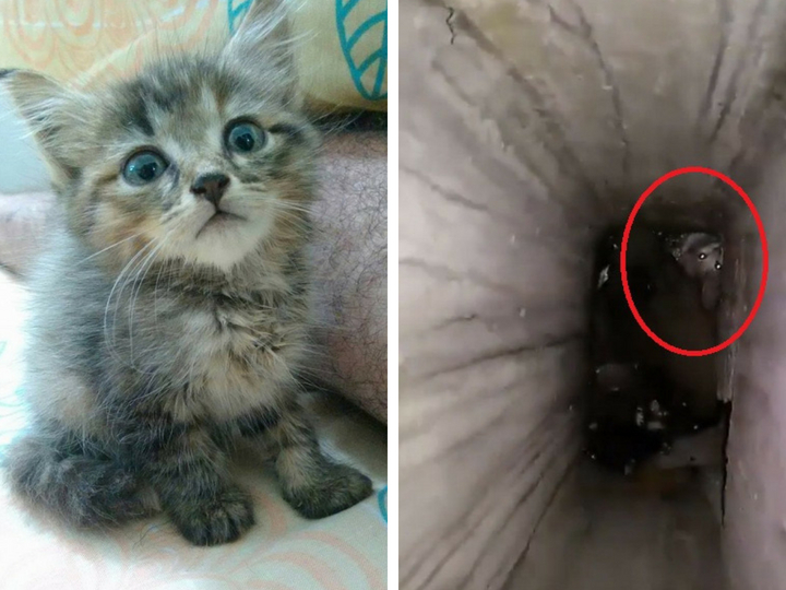 Котенок две недели в вентиляционной шахте сумгайытской 9-этажки и ждет помощи – ВИДЕО