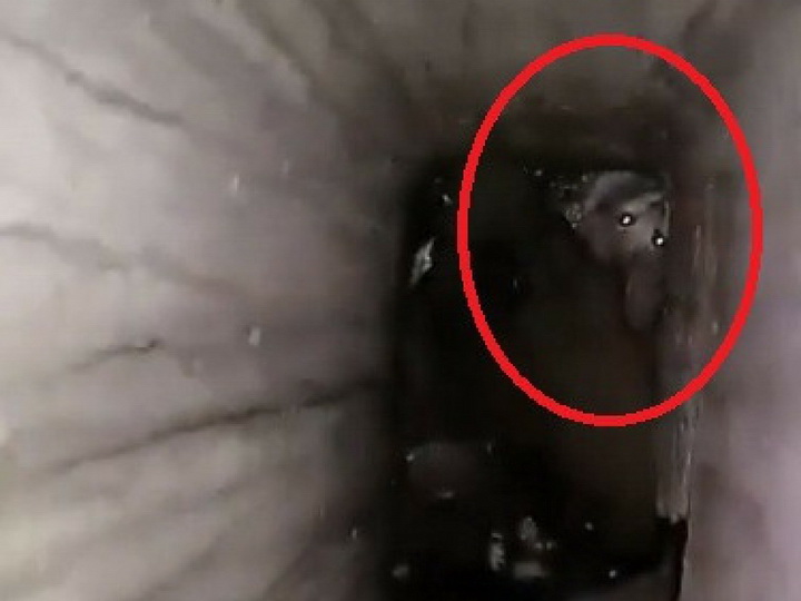 Котенок провел 14-ю ночь в вентиляционной шахте, спасение продолжается – ФОТО