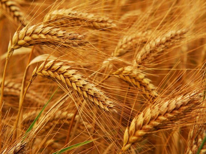 В Азербайджане значительно вырос сбор урожая зерновых и зернобобовых культур