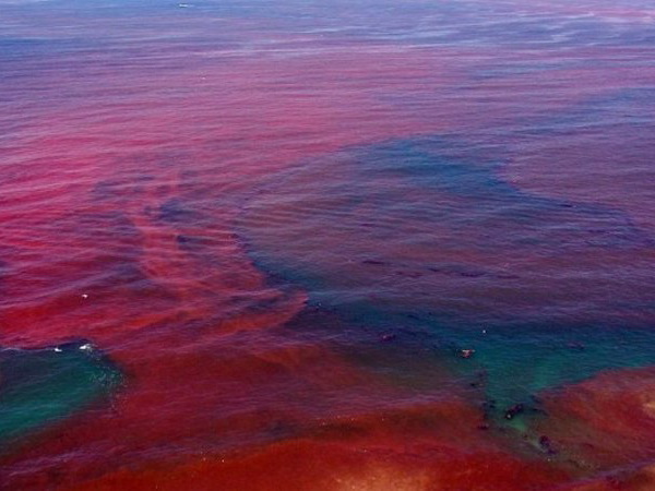 Во Флориде объявили режим ЧС из-за «красного прилива»