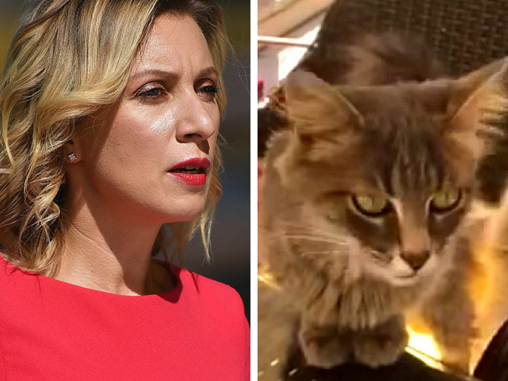 Анкара, Захарова и турецкие коты: Лицо российского МИД показала «захватчиков» своего завтрака – ВИДЕО – ФОТО