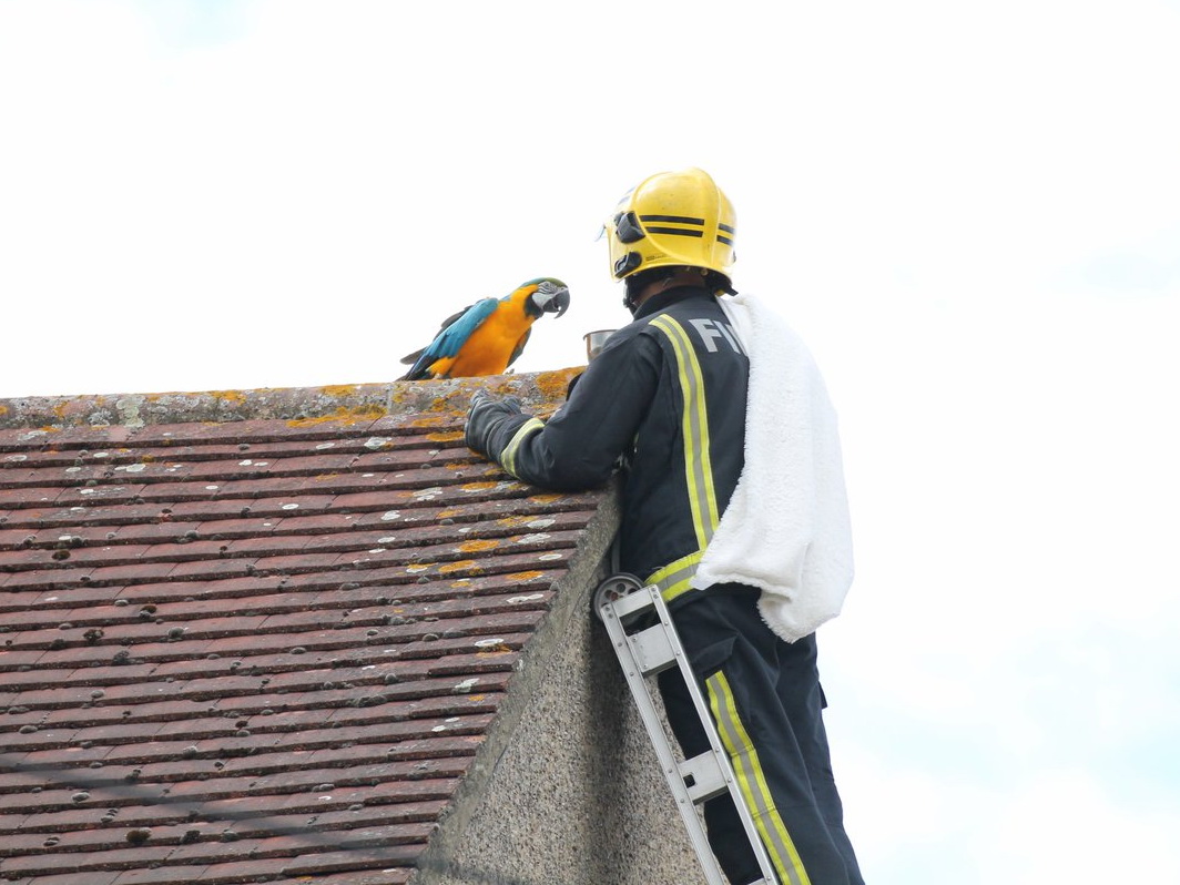 Застрявшая на крыше самка попугая обматерила пожарных-спасателей – ВИДЕО