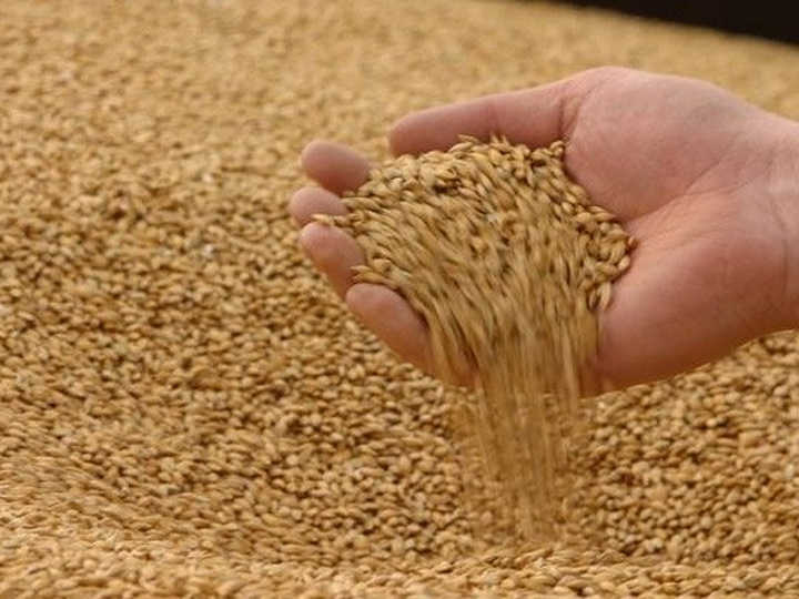 Армянские СМИ: Грузия запретила сухопутные поставки зерна из России в Армению