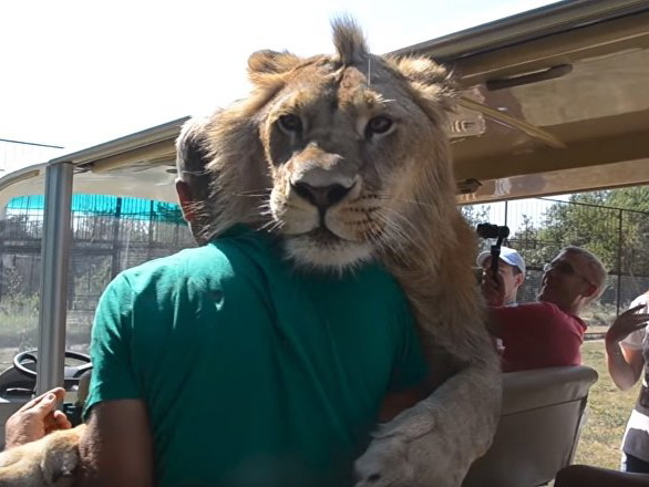 В сафари-парке лев влез в машину к туристам для «обнимашек» - ВИДЕО