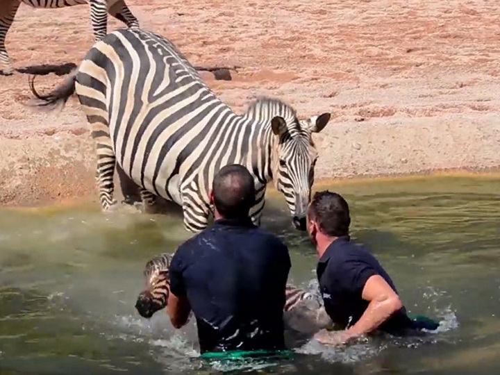 В Испании работники зоопарка спасли новорожденную зебру от утопления - ВИДЕО