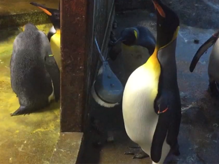 Пингвины-геи похитили детеныша у гетеросексуальных сородичей – ВИДЕО