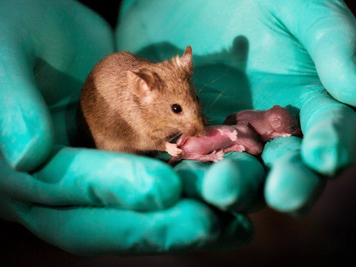 У однополой пары мышей появилось потомство – ФОТО