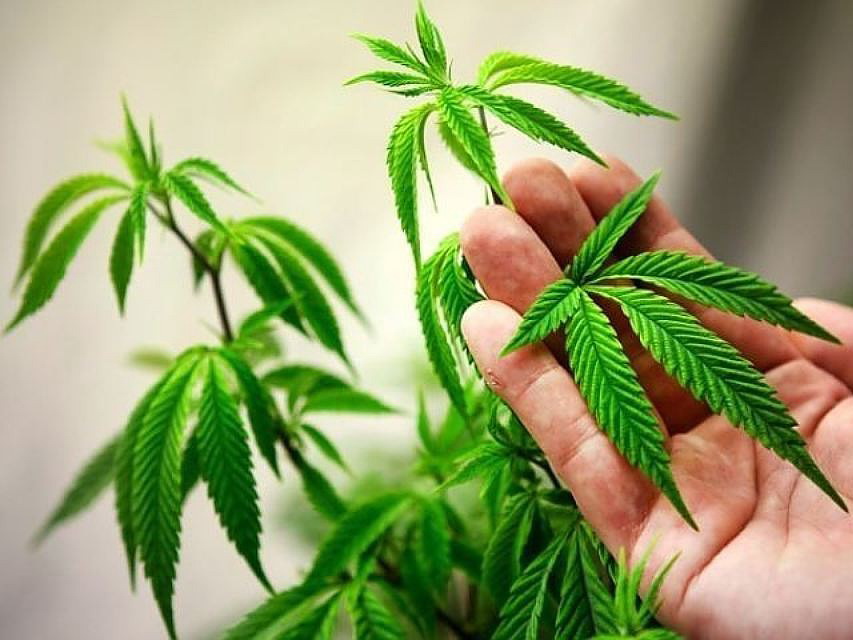 В Канаде спрос на марихуану увеличился после ее легализации