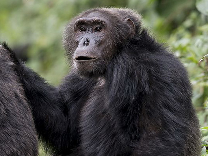 В Индии группа обезьян насмерть закидала мужчину кирпичами