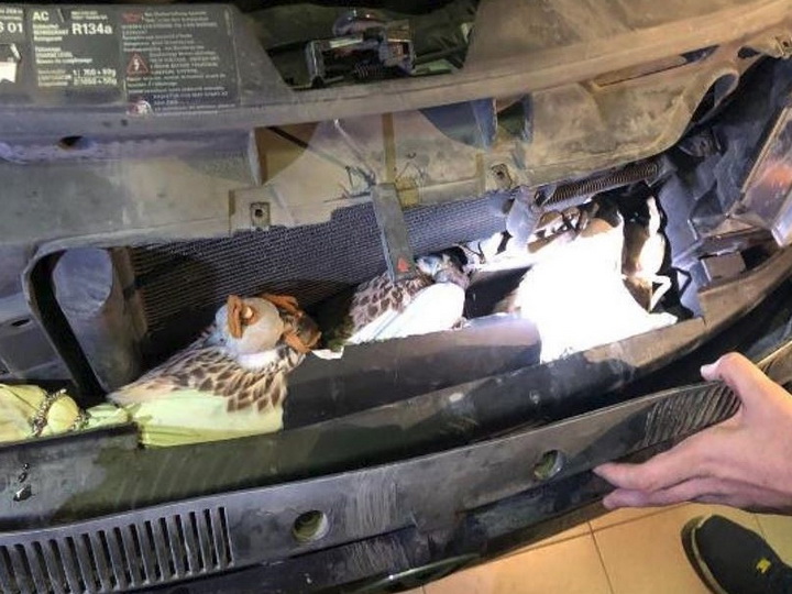 Гражданин Азербайджана пытался вывезти из Дагестана под капотом автомобиля трех  хищных птиц - ФОТО