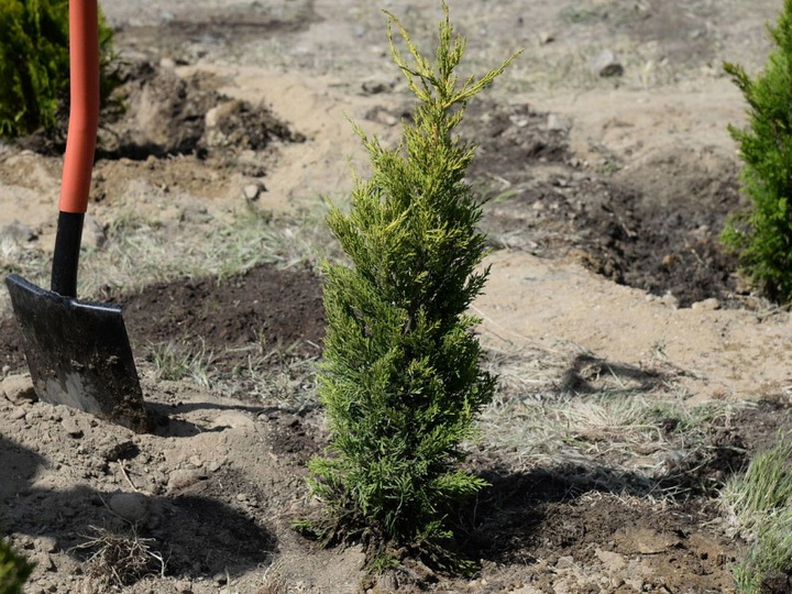 По случаю 100-летнего юбилея АДР будет посажено 100 тысяч деревьев