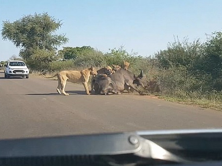 Львы растерзали буйвола на проезжей части перед пораженными водителями - ВИДЕО