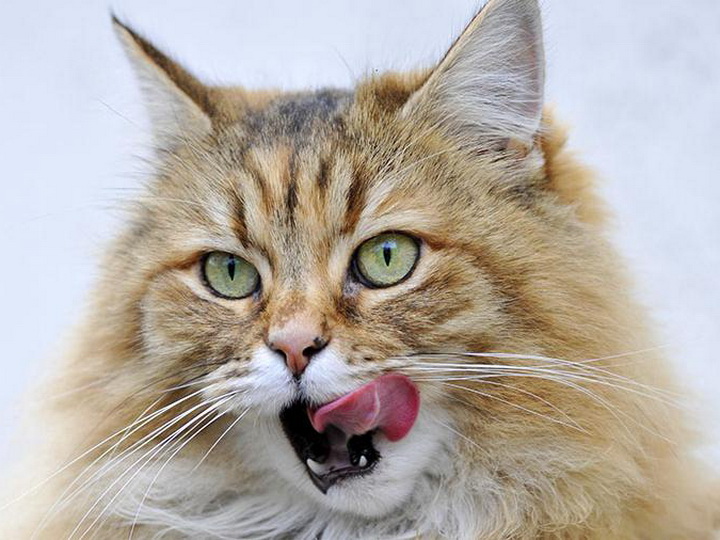 Ученые раскрыли секрет шершавого языка кошек