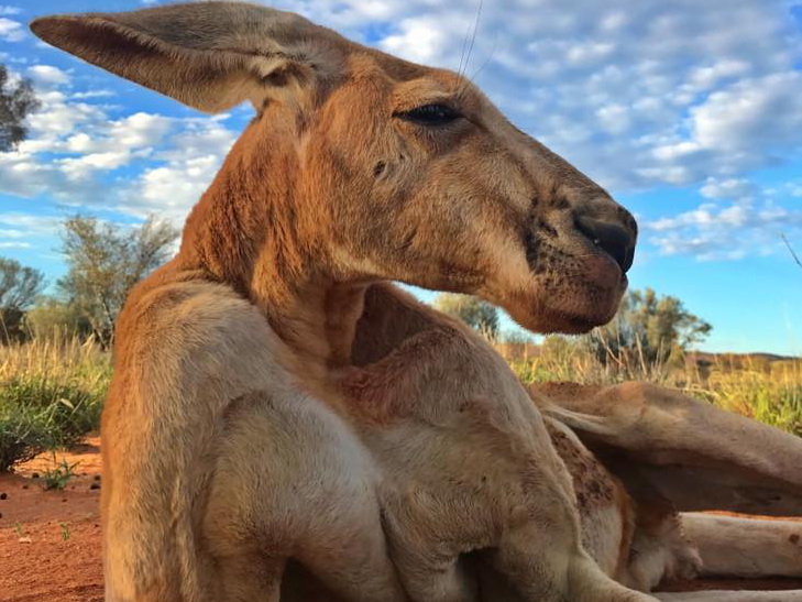 Умер самый мускулистый кенгуру в мире - ФОТО - ВИДЕО