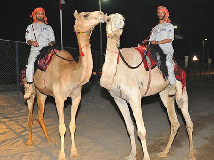 В Абу-Даби полиция будет патрулировать город на верблюдах
