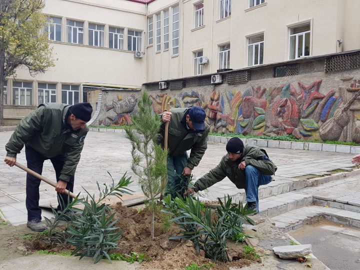 Около 150 высохших деревьев в Баку заменили новыми – ФОТО