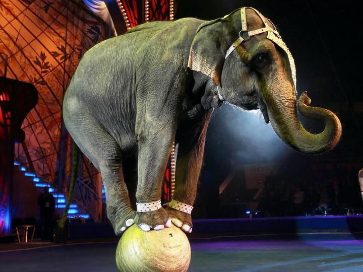 Нью-Джерси стал первым штатом США, где запретили цирковые представления с дикими животными